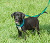Donovan the Black Lab Puppy