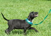 Donovan the Black Lab Puppy