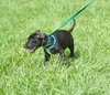 Dooley the Black Lab Pup
