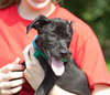 Dooley the Black Lab Pup