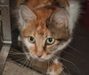 Angelica the declawed Calico Cat