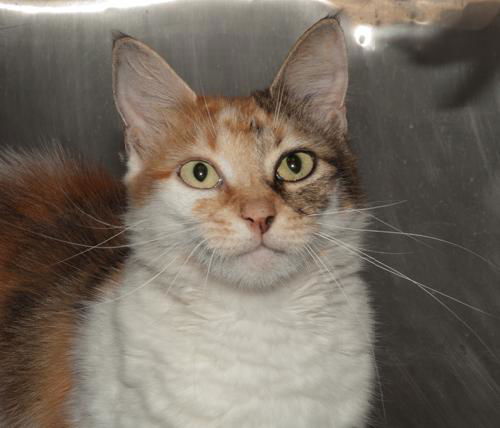 Angelica the declawed Calico Cat