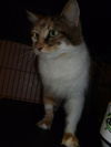 Angelica the declawed Calico Cat