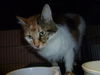 Angelica the declawed Calico Cat