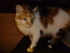 Angelica the declawed Calico Cat