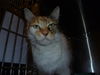 Angelica the declawed Calico Cat