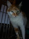 Angelica the declawed Calico Cat