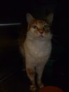 Angelica the declawed Calico Cat