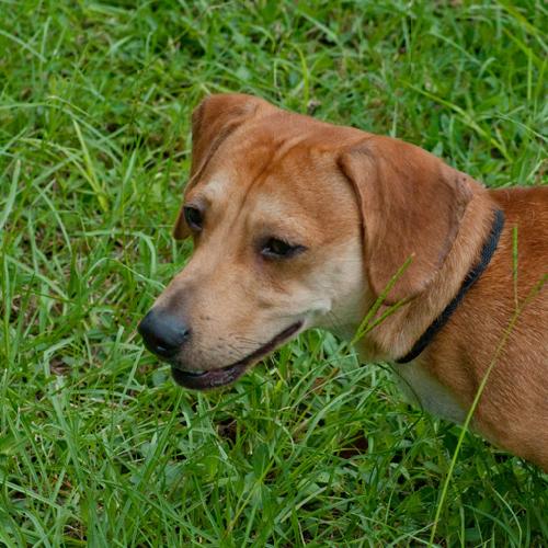 Douglas the Dachshund