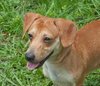 Douglas the Dachshund