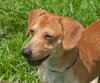 Douglas the Dachshund