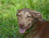 Doe the Dapple Hound