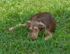 Doe the Dapple Hound