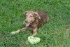 Doe the Dapple Hound