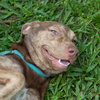 Doe the Dapple Hound