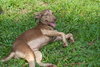 Doe the Dapple Hound