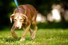 Doe the Dapple Hound