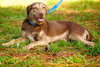 Doe the Dapple Hound
