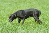 Dublin the Irish Puppy