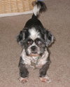 Rocky the Little Loving Shih Tzu