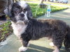 Rocky the Little Loving Shih Tzu