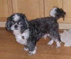 Rocky the Little Loving Shih Tzu