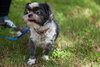 Rocky the Little Loving Shih Tzu