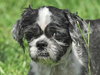 Rocky the Little Loving Shih Tzu