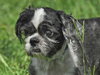 Rocky the Little Loving Shih Tzu