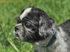 Rocky the Little Loving Shih Tzu