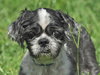 Rocky the Little Loving Shih Tzu