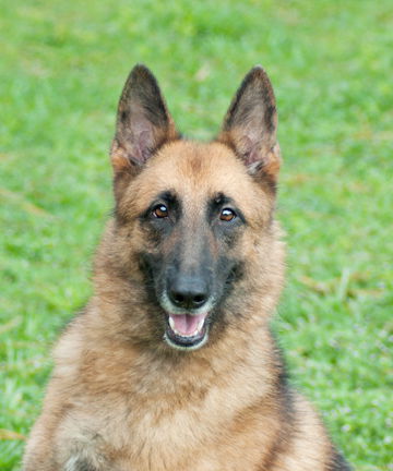 Eva the Belgian Malinois