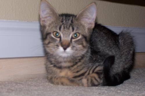 Jared the Kitten