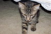 Jared the Kitten