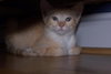Chloe the Kitten