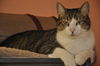 Napa the Gentle & Loving Boy
