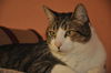 Napa the Gentle & Loving Boy