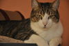 Napa the Gentle & Loving Boy
