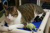 Napa the Gentle & Loving Boy