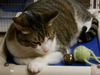 Napa the Gentle & Loving Boy