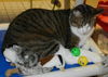 Napa the Gentle & Loving Boy