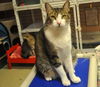 Napa the Gentle & Loving Boy