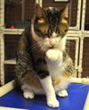 Napa the Gentle & Loving Boy