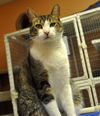 Napa the Gentle & Loving Boy