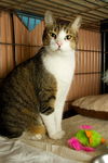 Napa the Gentle & Loving Boy