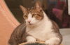 Napa the Gentle & Loving Boy