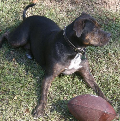 Angel the Rottweiler