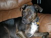 Angel the Rottweiler