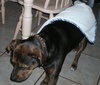 Angel the Rottweiler