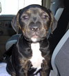 Angel the Rottweiler